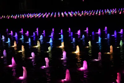 DSC_1696 (Large).JPG